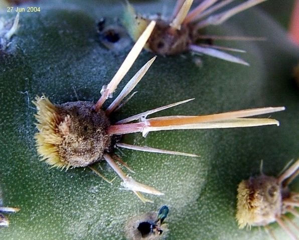 Cylindropuntia_ prolifera _05